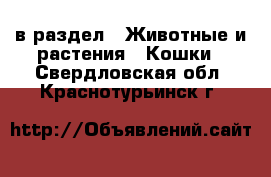  в раздел : Животные и растения » Кошки . Свердловская обл.,Краснотурьинск г.